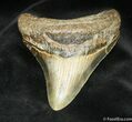 Great Inch Megalodon Tooth #870-1